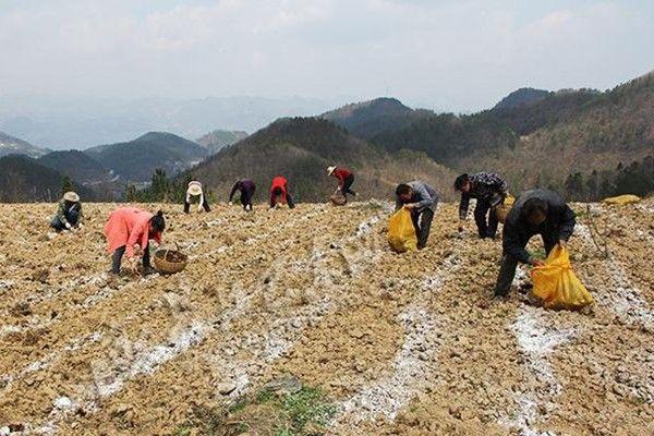 亩利润达2万元的药材种植，种植面积少，销路畅通，价格稳步上涨