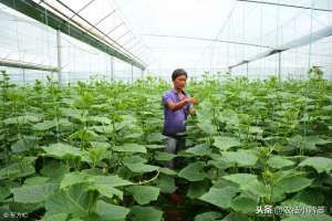 黄瓜种植问题(黄瓜种植，如何有效防治靶斑病、霜霉病、细菌性角斑病、炭疽病？)