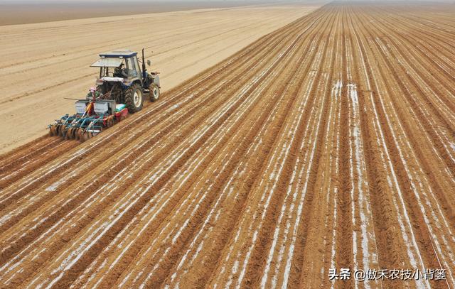 花生种植密度多大才能更高产？垄距、行距、株距多少比较合适？