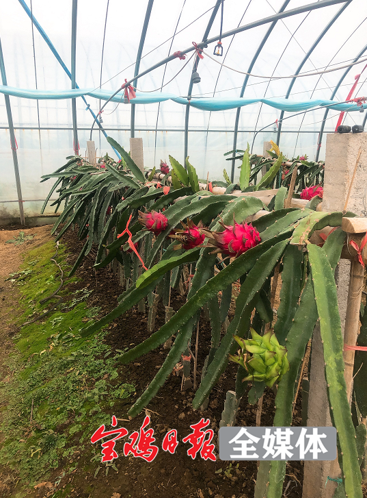 柑橘、火龙果、芒果……宝鸡也能种出南方水果