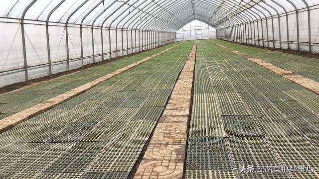 大葱种植找工难、用工贵，咋解决？