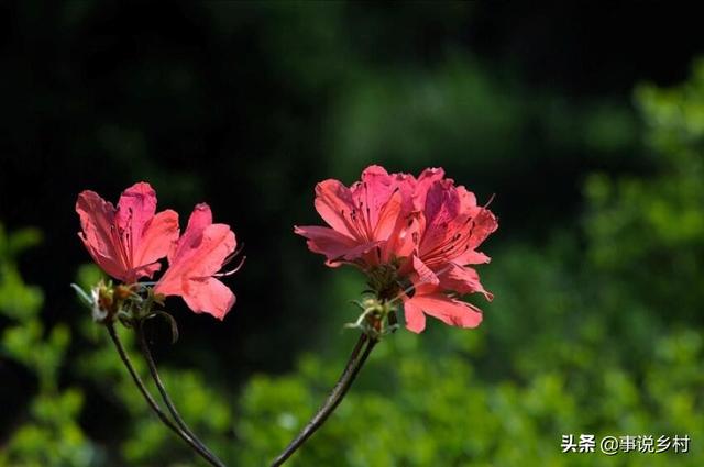 花卉种植技巧：花卉中地位极高的映山红种植方法，以及病虫害防治