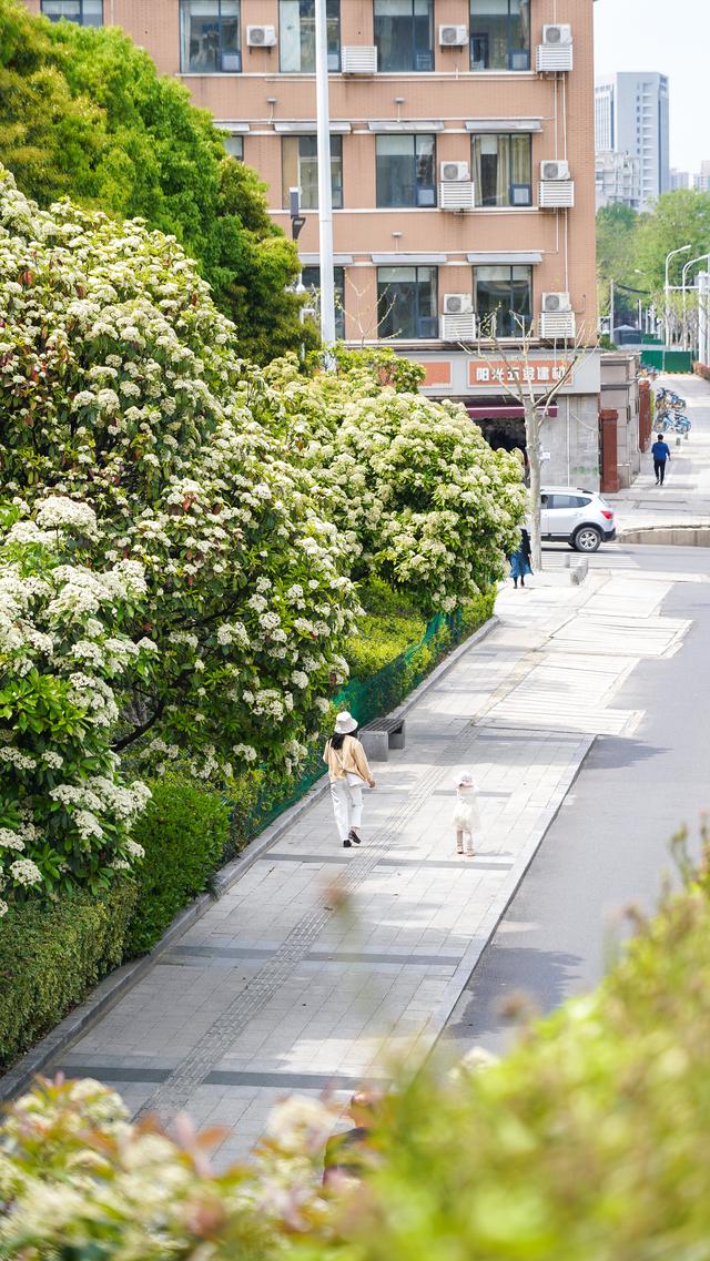 武汉行道树种植排行榜出炉：武汉街头最常见的树是这些品种