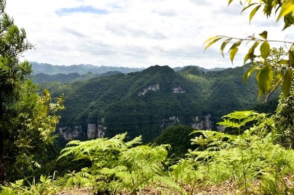 贵州大方：林下中药材种植让青山变“金山”