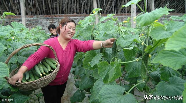 黄瓜种植，如何有效防治靶斑病、霜霉病、细菌性角斑病、炭疽病？