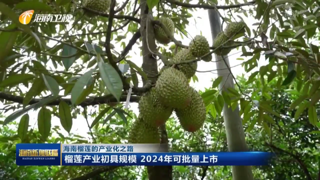 海南榴莲将批量上市 马来西亚业者称猫山王的地位短期内不受威胁