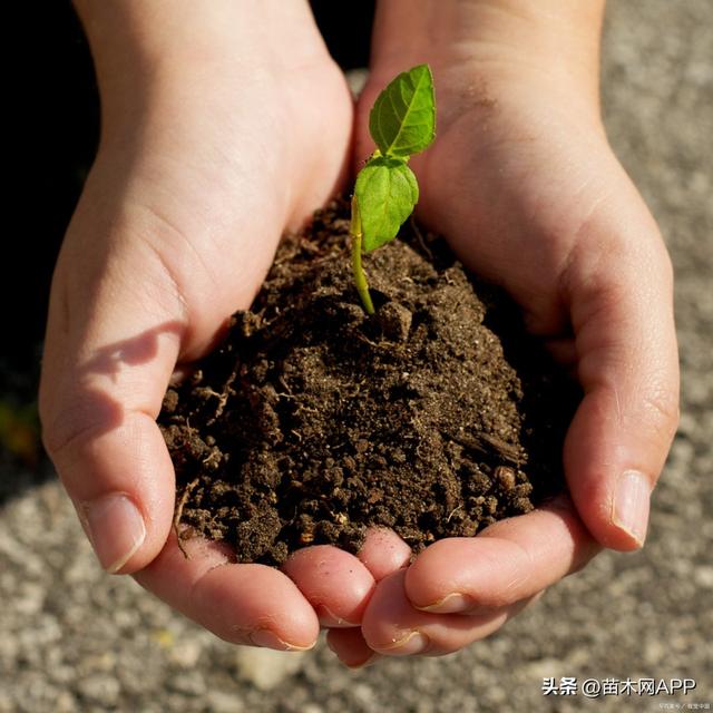 苗木种植后如何越冬