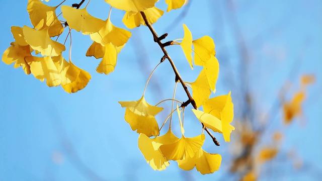 银杏飘香富村民，南雄打造特色南药种养新高地