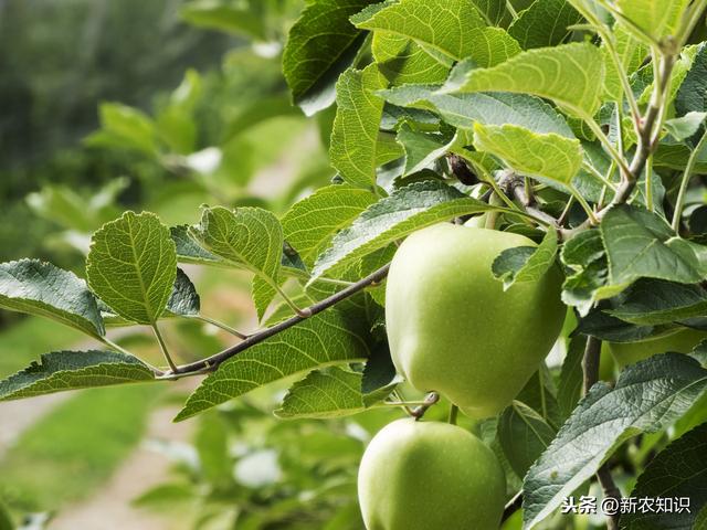 苹果无公害栽培革新，陕北地区无公害苹果种植技术，进来看看