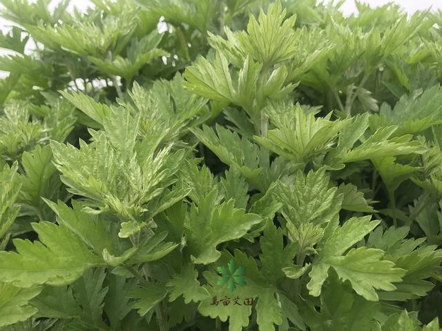 艾草种植正当时：艾草如何种植，蕲艾的种植和栽培技术