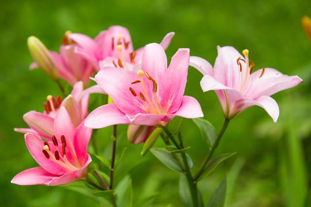 百合花如何种植？不能连作！播种前需催芽！种植后需做好这些措施