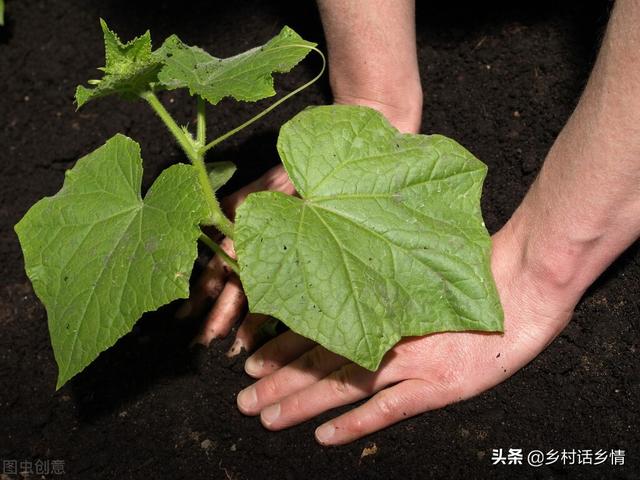 这些种菜秘诀很少有人掌握，老菜农亲授，种植必备技能