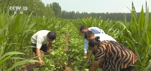 河南鲜食玉米抢“鲜”上市 丰富市场供应