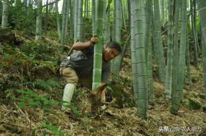 怎样种植竹笋(毛竹栽培技术你都知道吗？听老农给你解说，一点都不含糊还很实用)