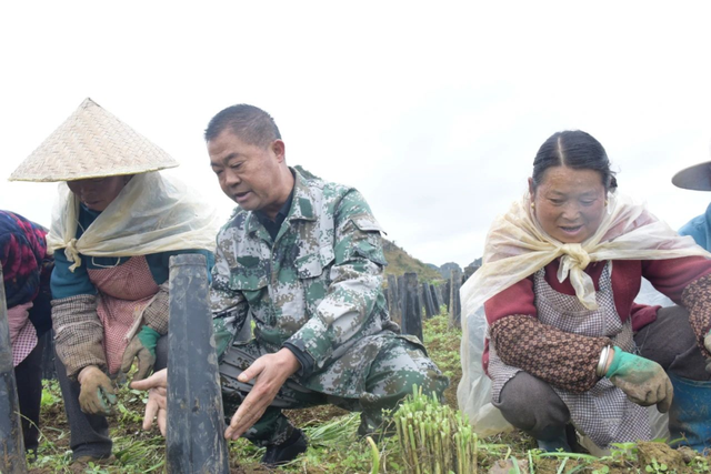 这个“黄金草”如此娇贵，村民还给它盖了房子