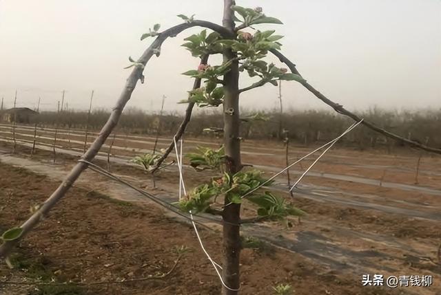 苹果树矮化密植栽培关键技术探究