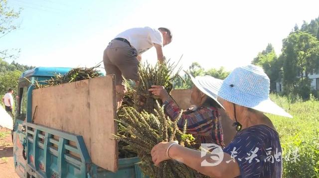 车前草，村民致富增收新“法宝”