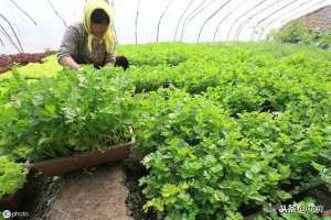 西芹阳台种植(阳台种芹菜盆栽，注意这个小技巧，一年四季吃不断)