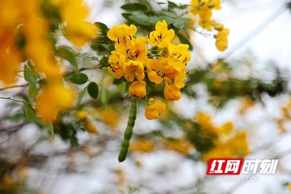 湖南新田：决明花开似蝴蝶 金黄娇艳惹人爱（组图）