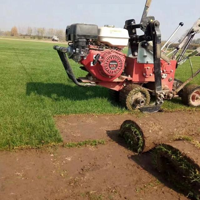 土马尼拉草坪的不足，无土栽培马尼拉草坪技术的优点