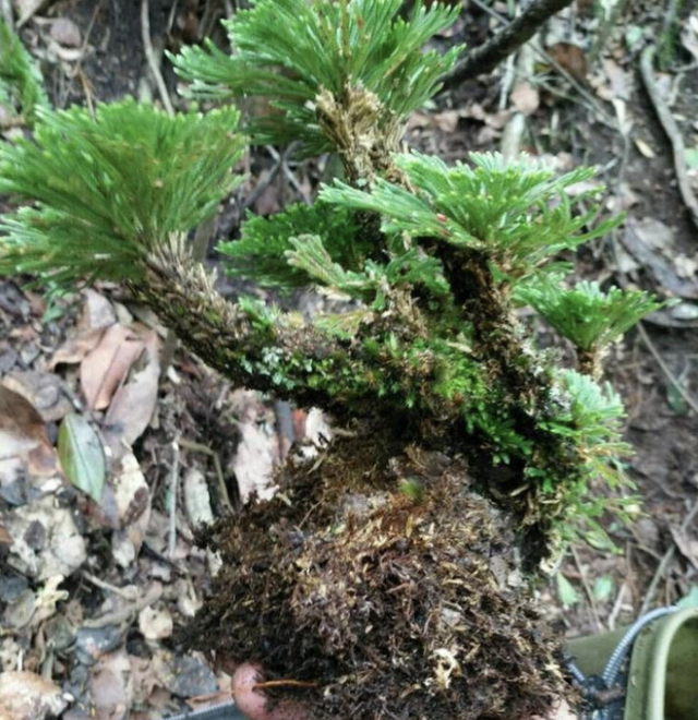 山坡下的石头缝里，1种“还魂草”不多见，挖2棵种植，变小盆栽