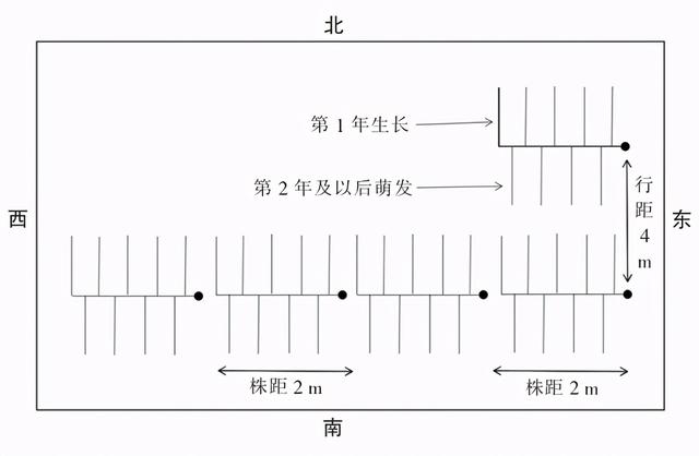 辽宁丹东软枣猕猴桃温室栽培技术