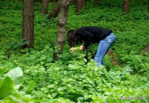 野生水芹菜种植(农村水稻收割后，赶紧学着这样种水芹菜，让你增产增收多赚钱)