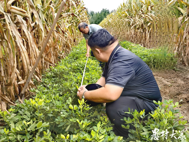 1项新技术，花生玉米带状复合种植田每亩增收1500元