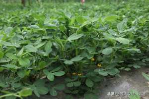 种植花生(花生想高产，重点打好3遍肥和药，但要掌握好喷打时间与配方技巧)