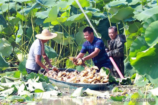 河南光山县：数百亩珍珠莲藕喜获丰收（组图）