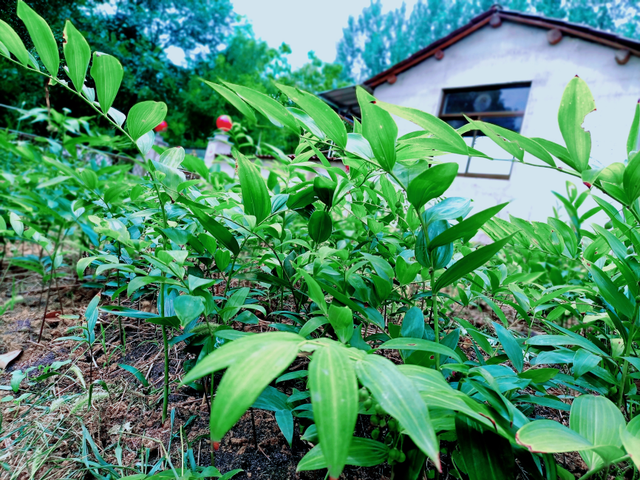 林下黄精种植忙 产业兴旺促振兴