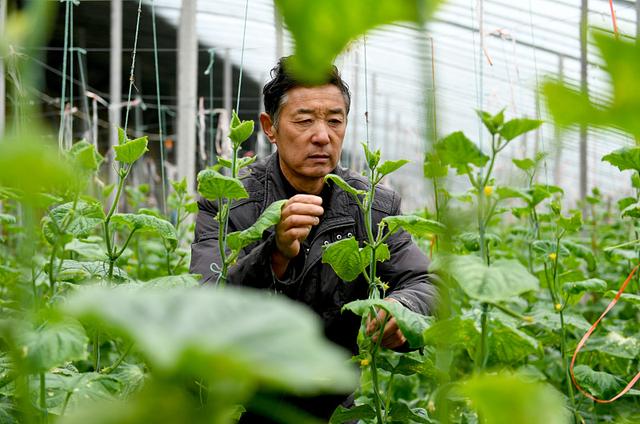 传统粮食作物效益过低，农民种田不赚钱，种植经济作物成“新宠”