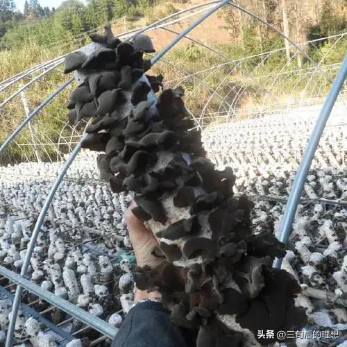 木耳怎么种植？通过这9个方面的学习让木耳种植不再困难