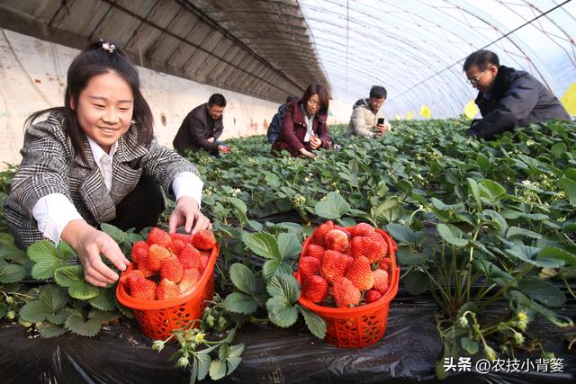 冬季温室大棚草莓怎样种植管理才能更优质高产？重点抓好8个方面