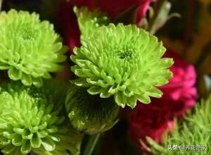 菊花什么时间种植(菊花的花期调控方法，四季有花赏)