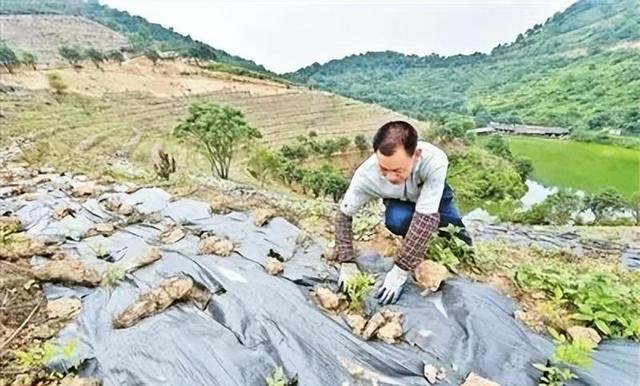 农村常见的杂草，如今被称为“南方小人参”，身价暴涨到300元1斤