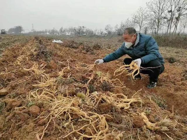 禹州市和沟村：药材大丰收 冬闲人不闲