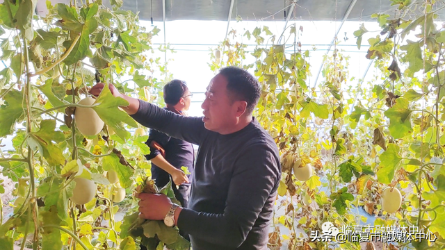 反季节白兰瓜试种成功！临夏市折桥镇发展特色瓜果种植 助推群众增收致富