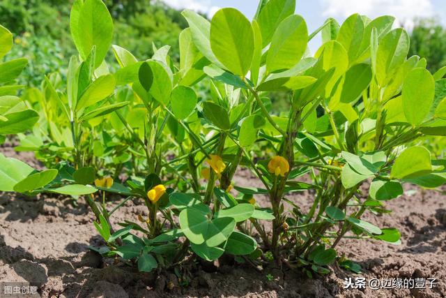 花生种植的全年时间表，从种植到收获，清晰明朗易执行，效果好