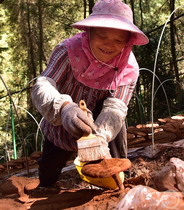 林下中药材种植让“青山”变“金山”