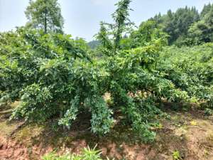 青花椒种植时间(惠椒网技术下乡——四川青花椒种植管理问题整理和技术分享)