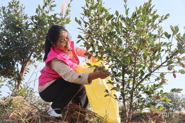 【丰收进行时】花果同期！油茶进入采摘季