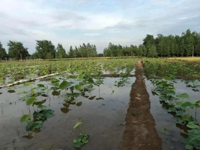 水田莲藕种植技术 水田莲藕种植方法，需要什么条件