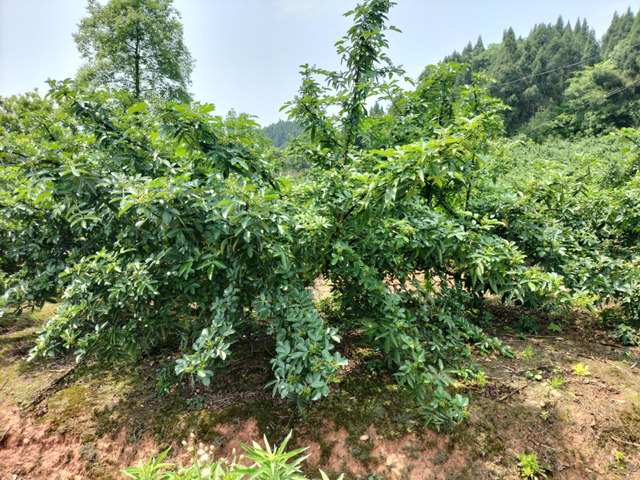 惠椒网技术下乡——四川青花椒种植管理问题整理和技术分享