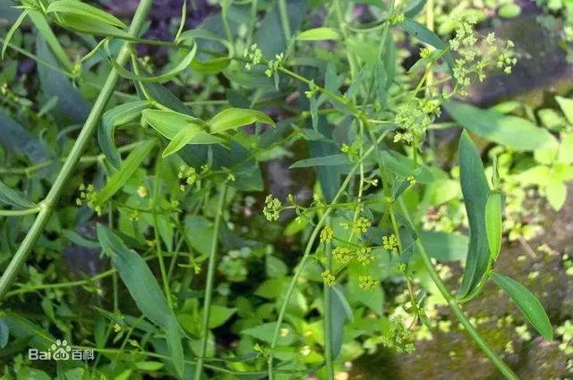 柴胡怎么种植才能长的好？中药材柴胡种植关键栽培技术