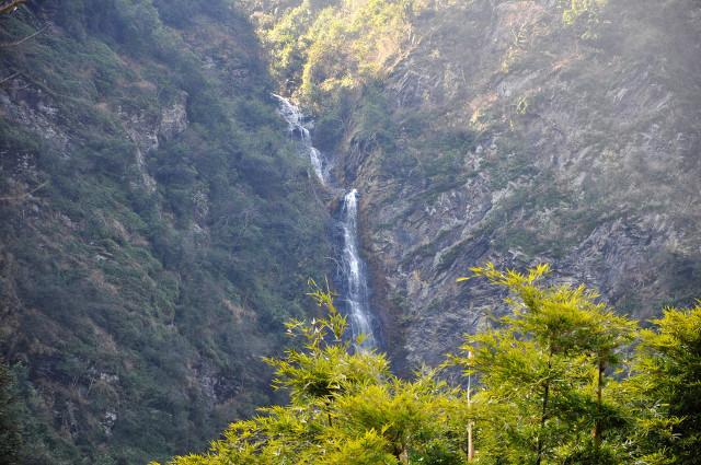 这些农村“野草”其实是高价药材，见到可别浪费了哦