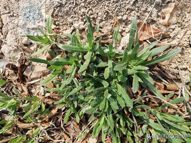 一篇认全北方常见野菜