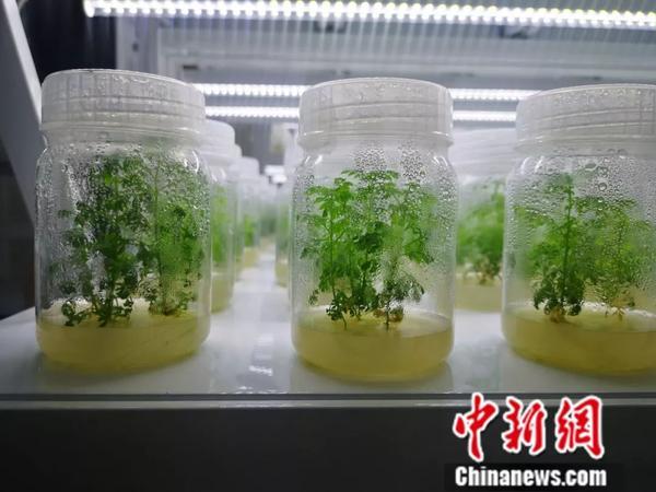 屠呦呦发现的抗疟高效药，原材料的最大产地在这里