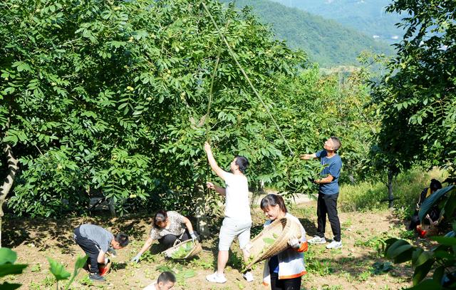 核桃种植的可持续性如何进行，对环境的影响是什么，如何减少伤害