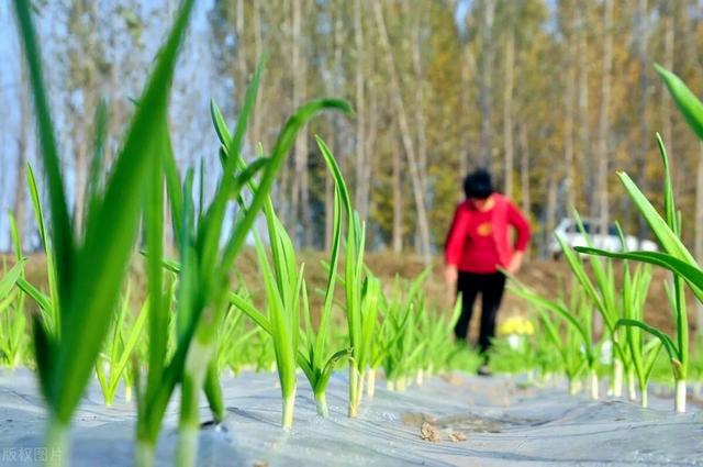 老农说：深栽葱、浅栽蒜，大葱和大蒜盖土多厚？如何浇水施肥